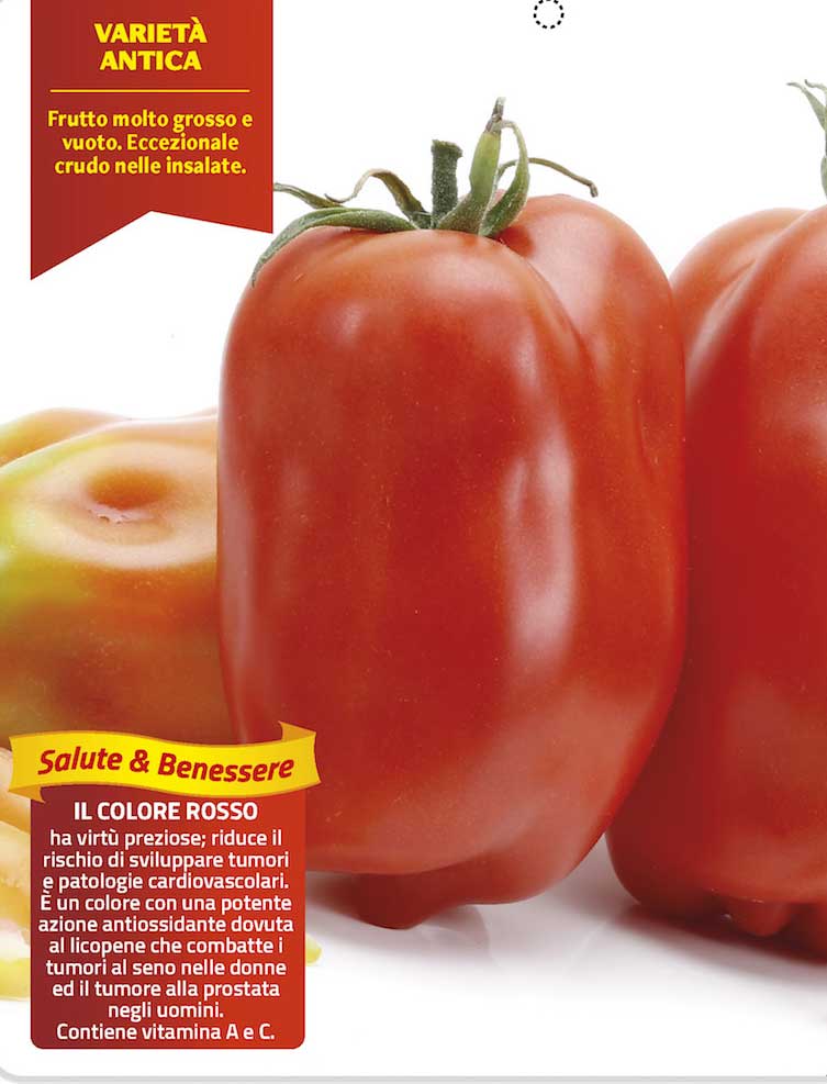 3 PIANTE IN VASO Ø10CM DI POMODORO SAN MARZANO SCATOLONE