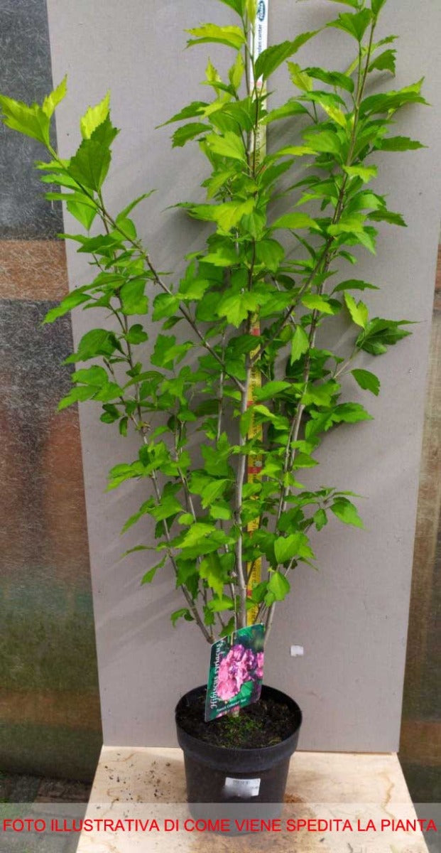 IBISCO SYRIACUS  FRENCH CABARET ROSSO IN VASO 19CM