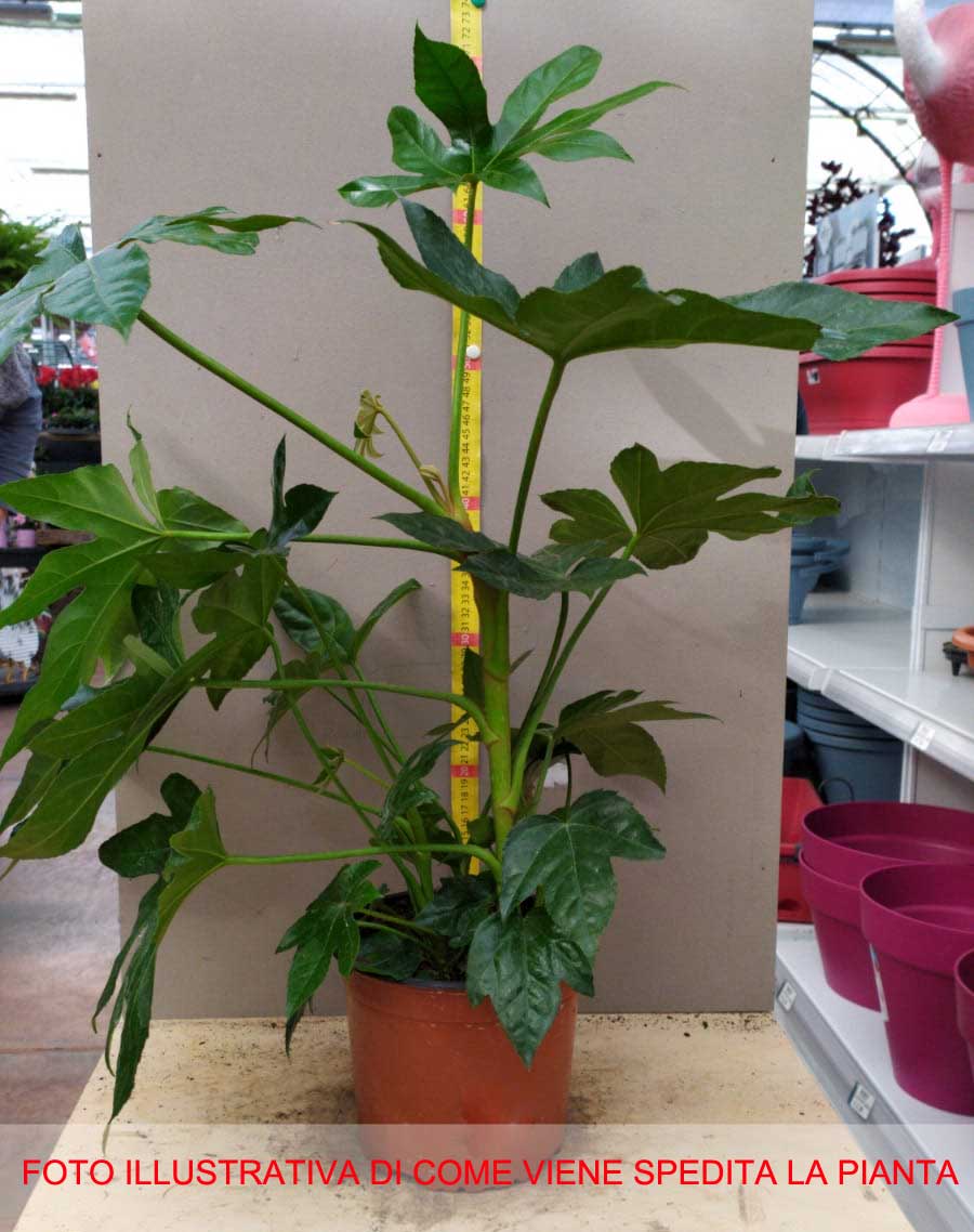 FATSIA JAPONICA ARALIA VASO 17CM