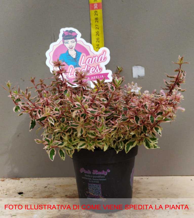 ABELIA GRANDIFLORA PINK LADY VASO 12CM