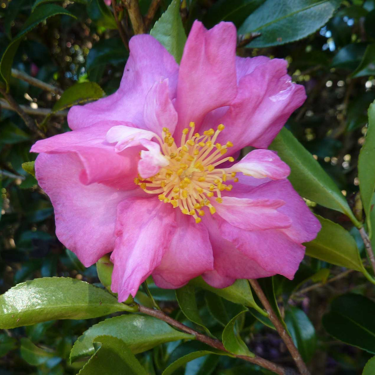 CAMELIA SASANQUA CHERYLIN IN VASO 21CM
