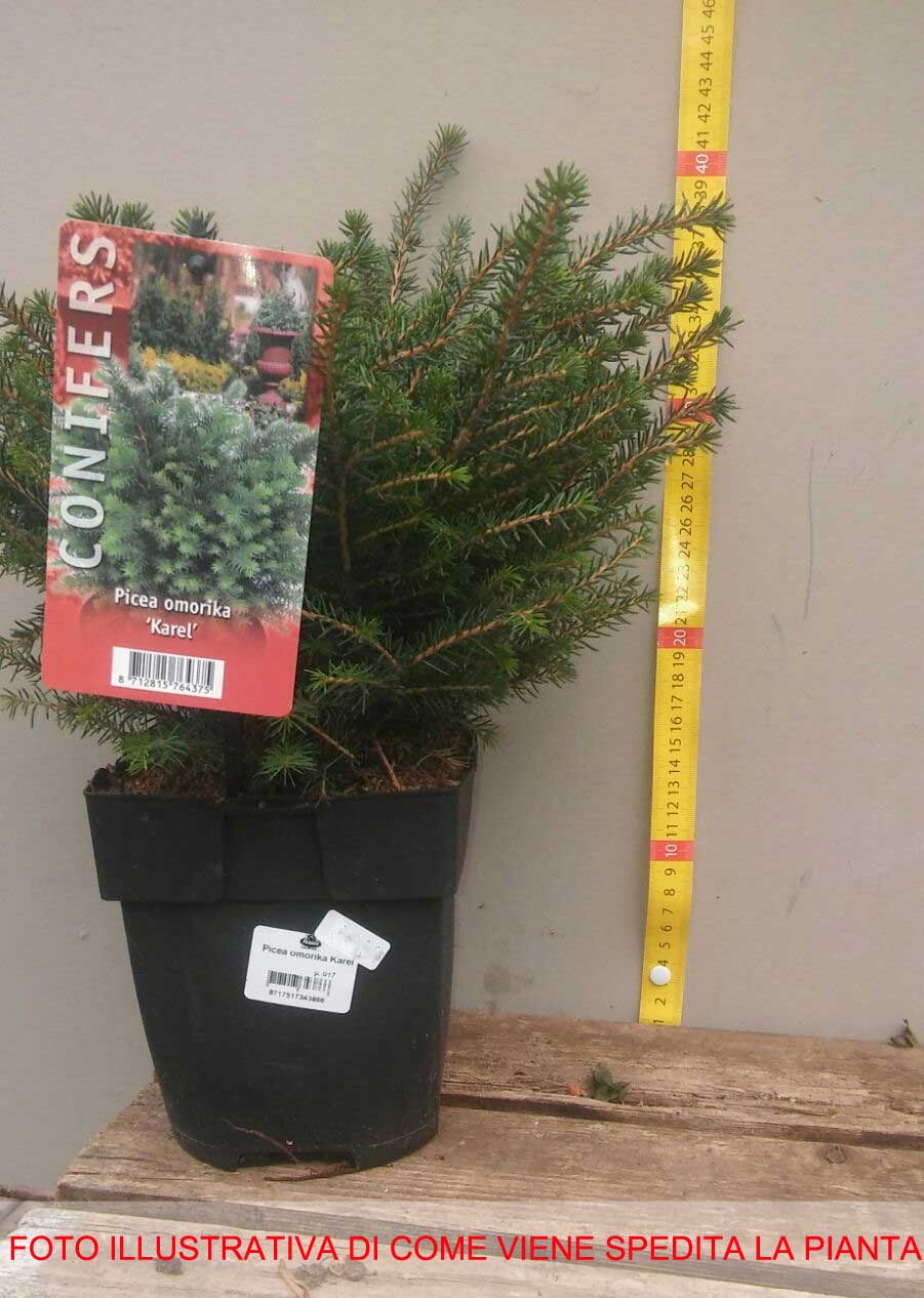 CONIFERA PICEA OMORIKA KAREL VASO 17CM