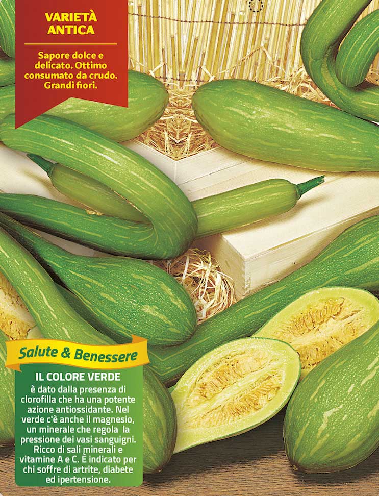 3 PIANTE IN VASO Ø10CM DI ZUCCHINO TROMBETTA ALBENGA