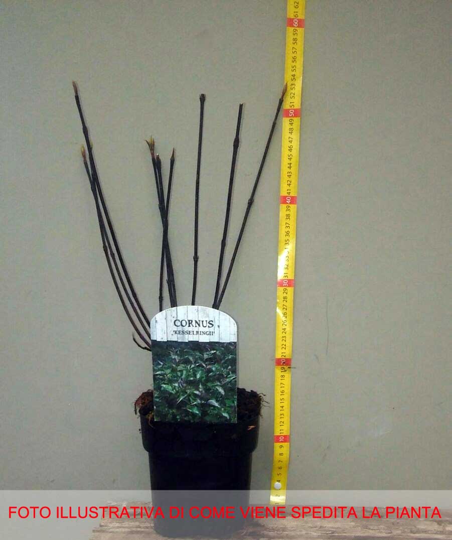 CORNUS ALBA KESSELRINGII IN VASO 17CM