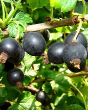 RIBES JOSTABERRY (1 PIANTA)