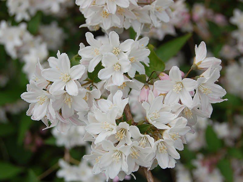 DEUTZIA GRACILIS BIANCA VASO 19CM