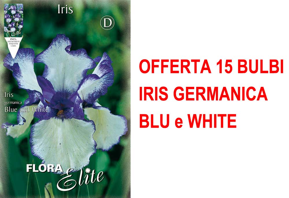 OFFERTA 15 BULBI IRIS GERMANICA BLU E BIANCO
