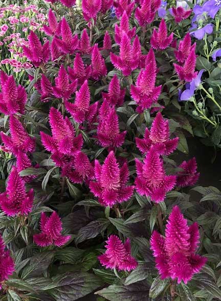 CELOSIA CARACAS VASO 12CM