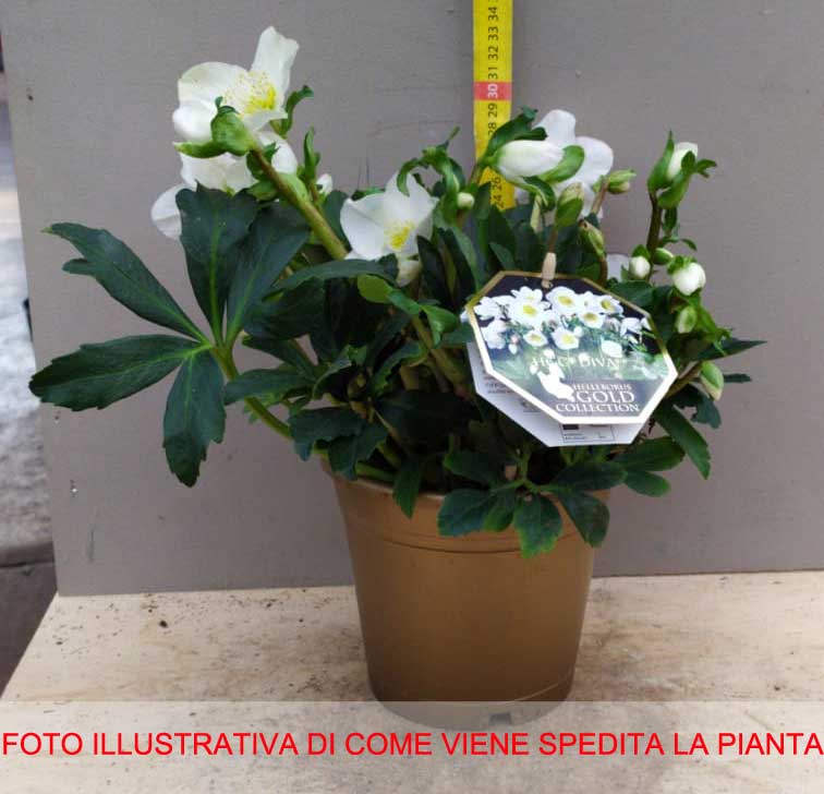 HELLEBORUS NIGER DIVA ROSA DI NATALE VASO 15CM