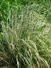 CALAMAGROSTIS OVERDAM VASO 14CM