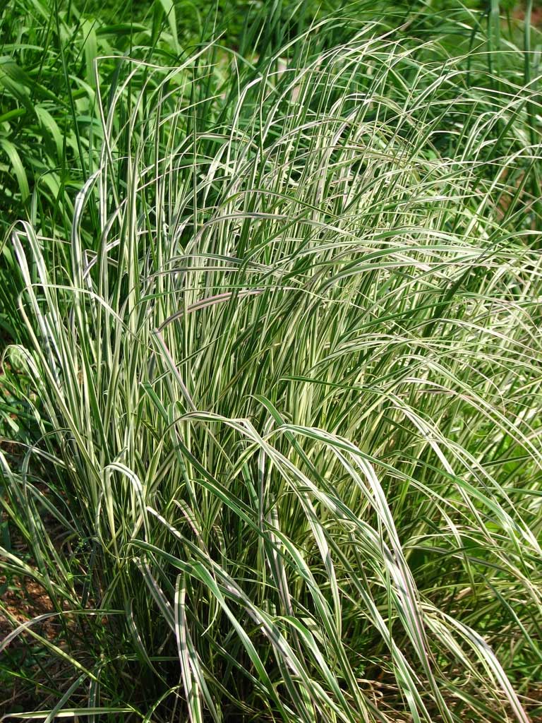 CALAMAGROSTIS OVERDAM VASO 14CM