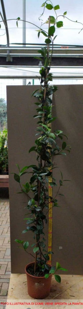 RHYNCOSPERMUM JASMINOIDES O FALSO GELSOMINO VASO 17CM