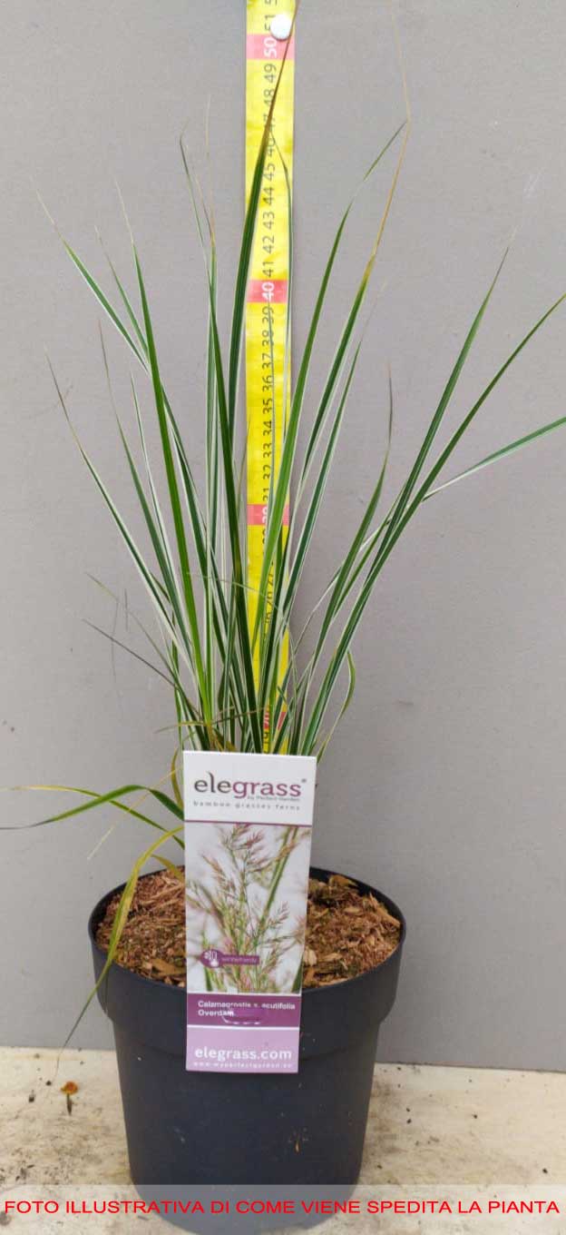 CALAMAGROSTIS OVERDAM VASO 14CM