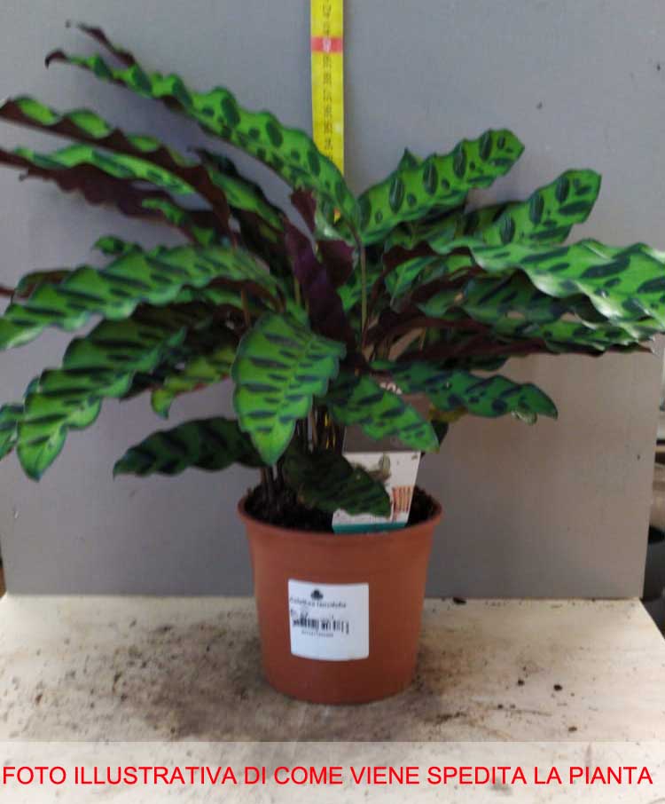 CALATHEA LANCIFOLIA IN VASO 14CM