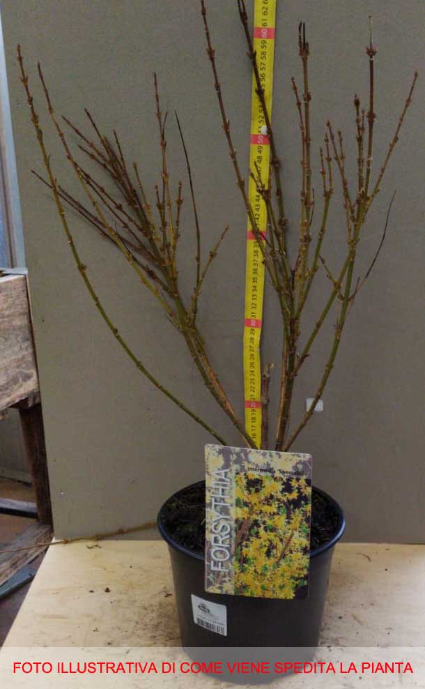FORSYTHIA FORSIZIA SPECTABILIS VASO 19CM