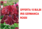 OFFERTA 15 BULBI IRIS GERMANICA ROSSO