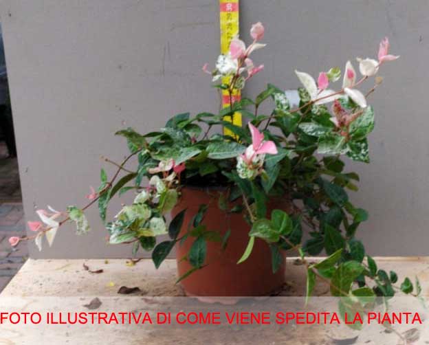 TRACHELOSPERMUM JASMIN GELSOMINO TRICOLOR VASO 21CM