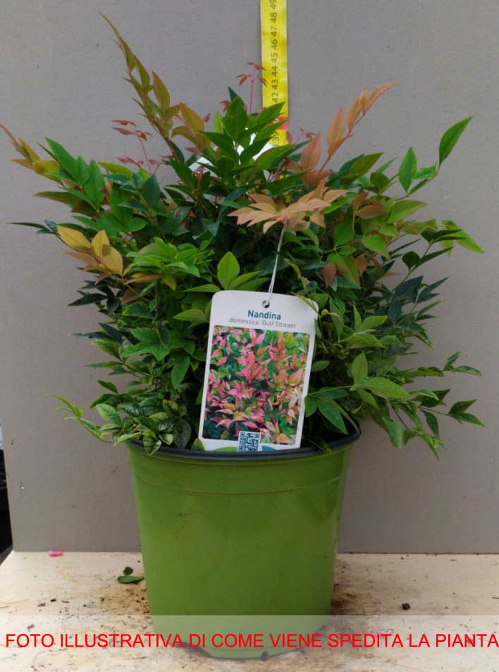 NANDINA GULF STREAM VASO 18CM
