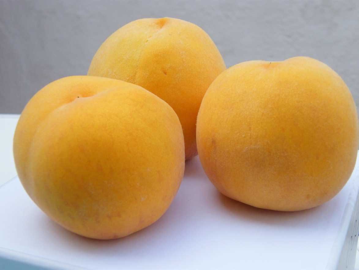 PESCO SUN PEACH NANO IN VASO 18CM
