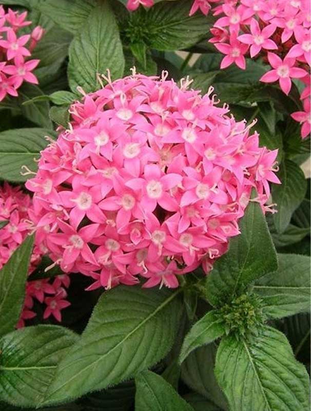 PENTAS FIOR DI STELLA COLORE ASSORTITO VASO 14CM