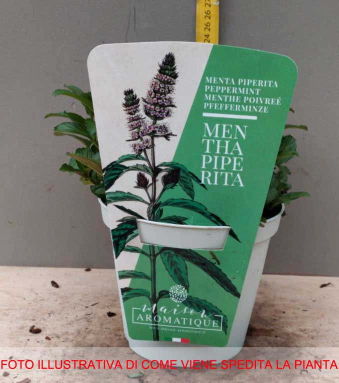 MENTA  PIPERITA IN VASO 14CM