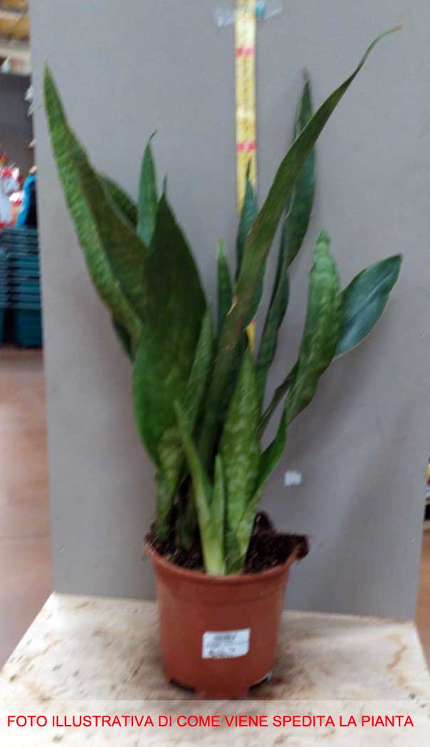 SANSEVIERIA FUTURA SUPERBA IN VASO 18CM