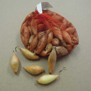 CIPOLLA GIALLA POIRE OIGNON POIRE BAMBERG SEMINARE 250 GR