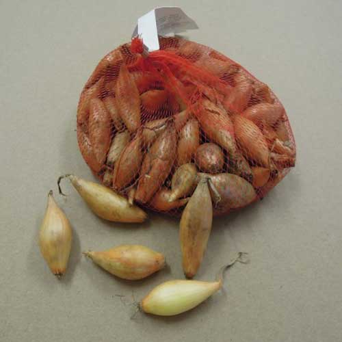 CIPOLLA GIALLA POIRE OIGNON POIRE BAMBERG SEMINARE 250 GR