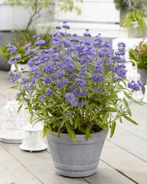 CARYOPTERIS CLAN EMPIRE BLU VASO 18CM