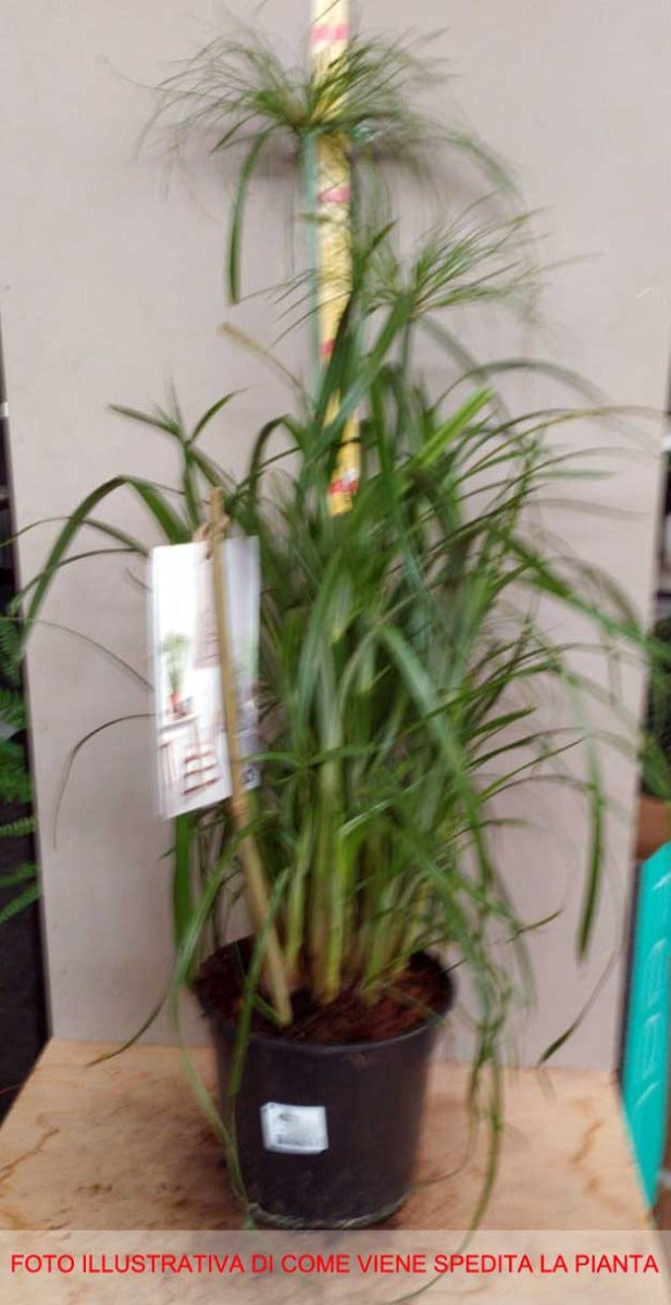 CYPERUS ALTERNIFOLIUS (FALSO PAPIRO) IN VASO 19CM