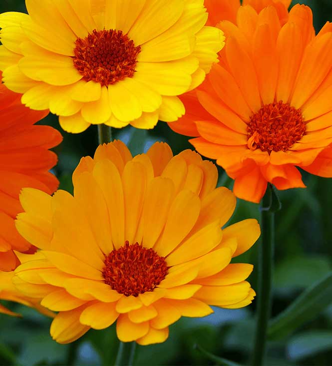 CALENDULA VASO 14CM