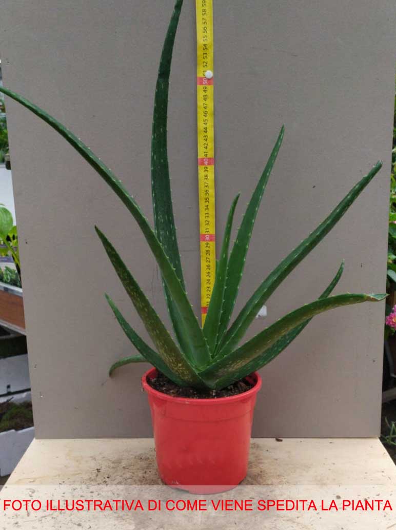 ALOE VERA IN VASO 15CM