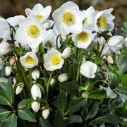 HELLEBORUS NIGER DIVA ROSA DI NATALE VASO 15CM