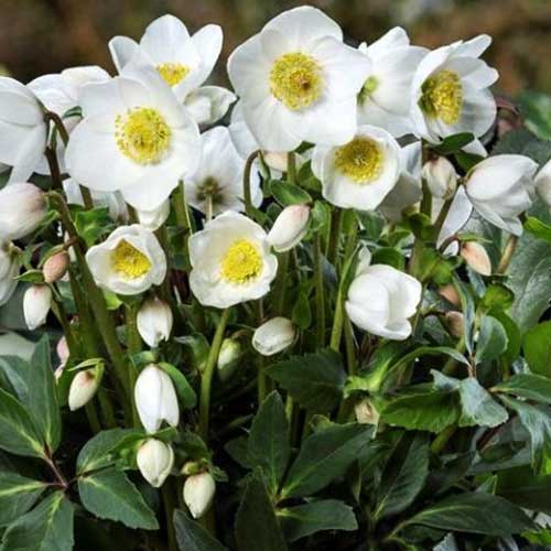 HELLEBORUS NIGER DIVA ROSA DI NATALE VASO 15CM