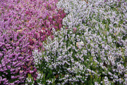 ERICA DARLEYENSIS COLORI ASSORTITI VASO 15CM