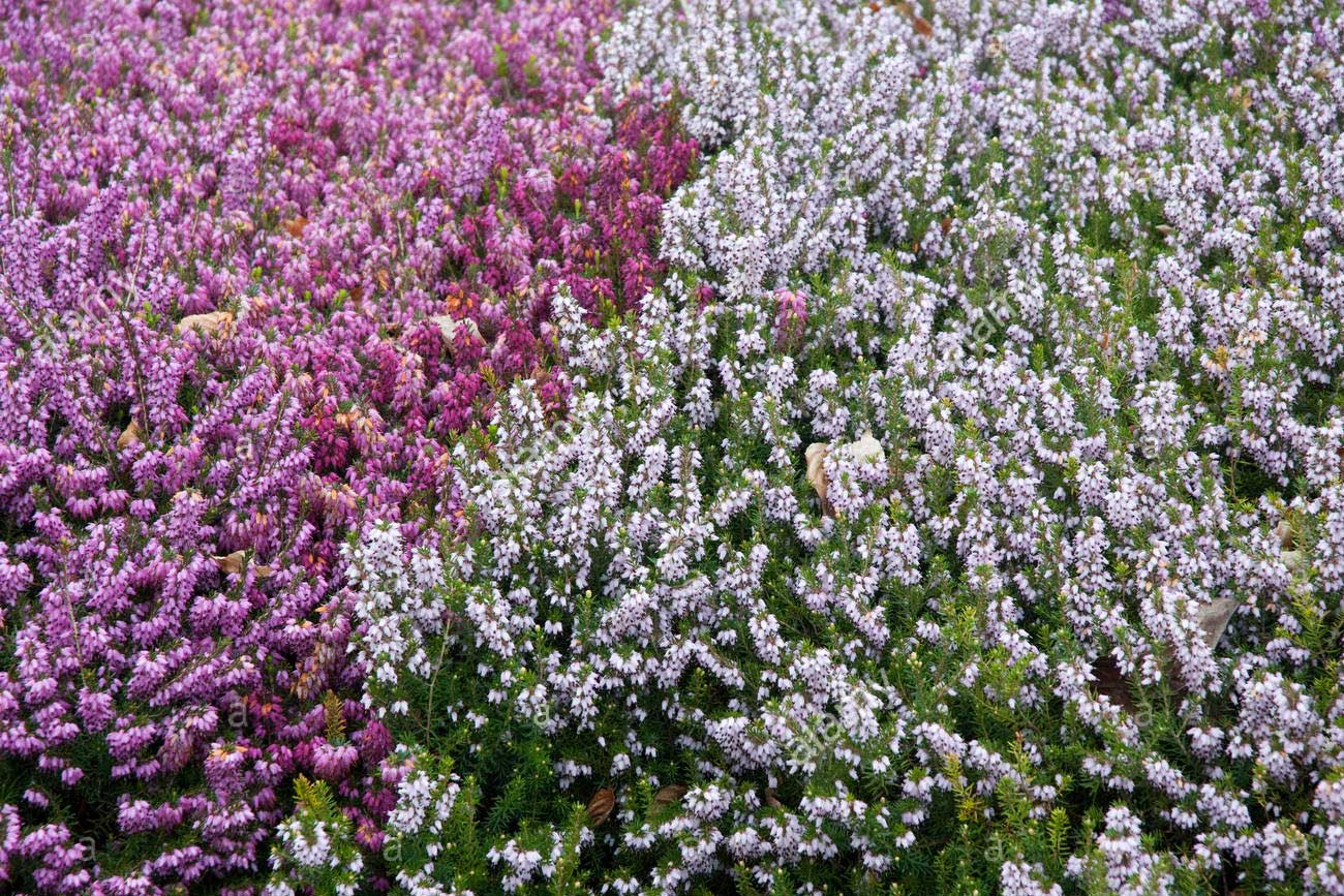 ERICA DARLEYENSIS COLORI ASSORTITI VASO 12CM