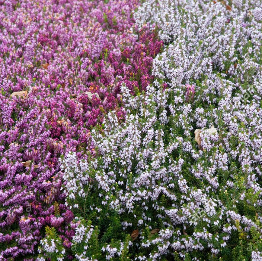 ERICA DARLEYENSIS COLORI ASSORTITI VASO 12CM