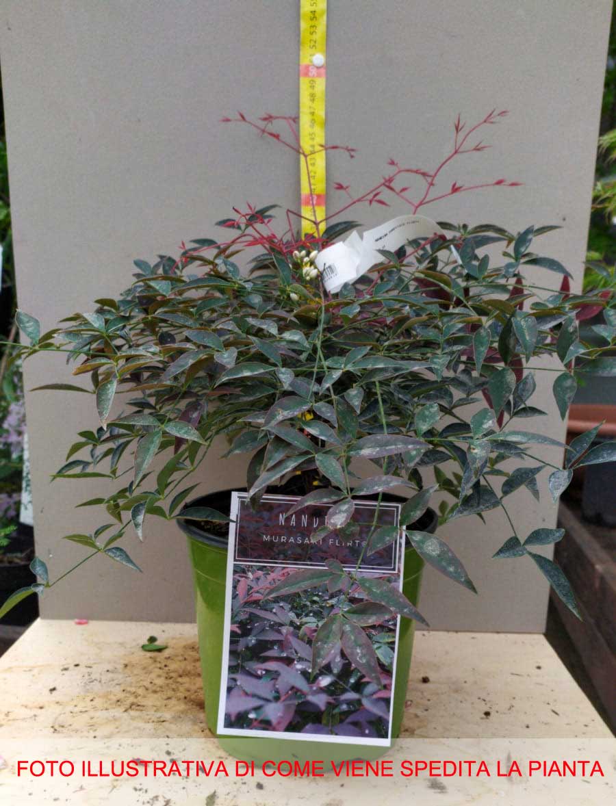 NANDINA DOMESTICA FLIRT MURASAKI VASO 18CM