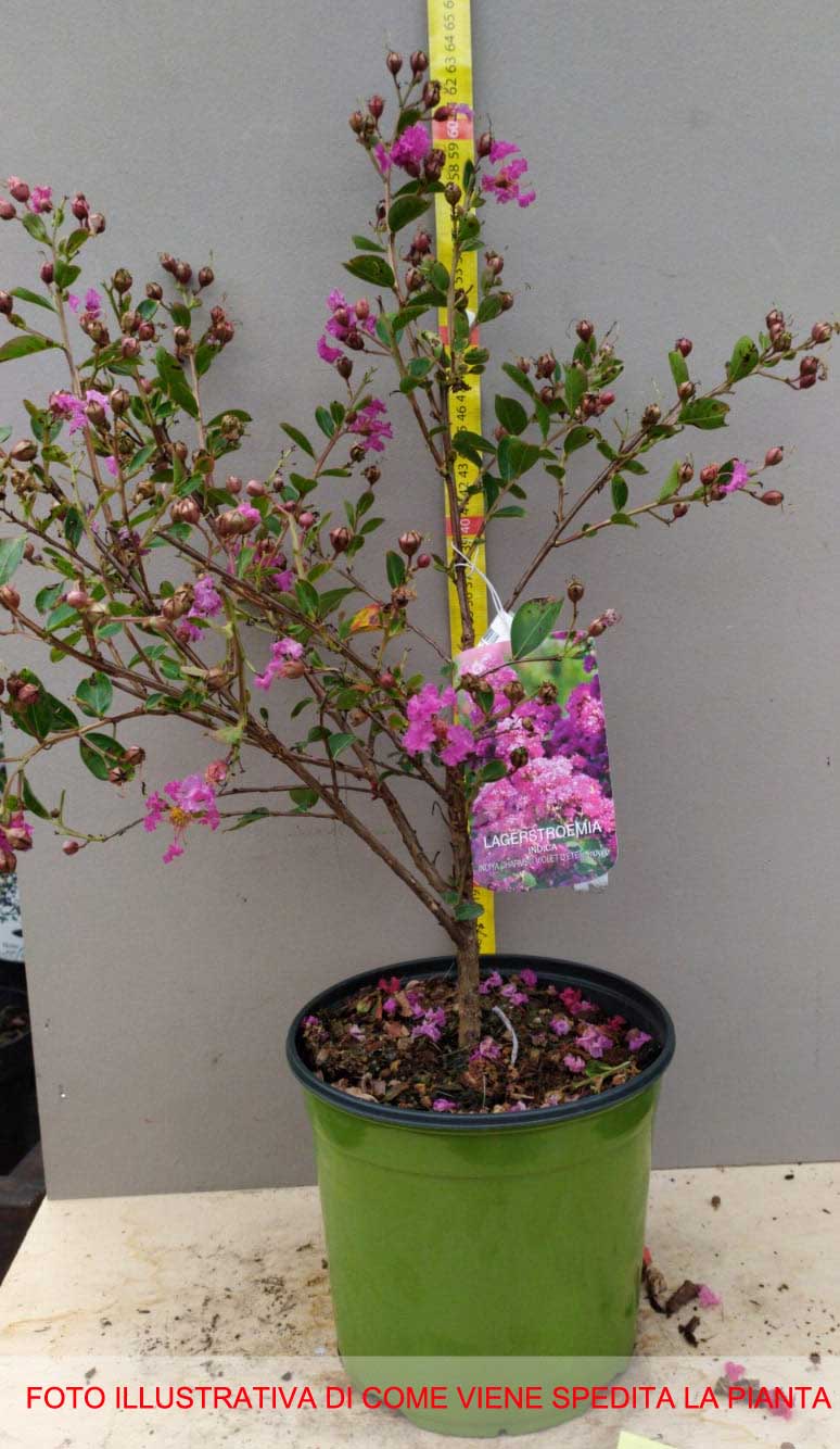 LAGERSTROEMIA INDICA VIOLET D'ETE VASO 18CM