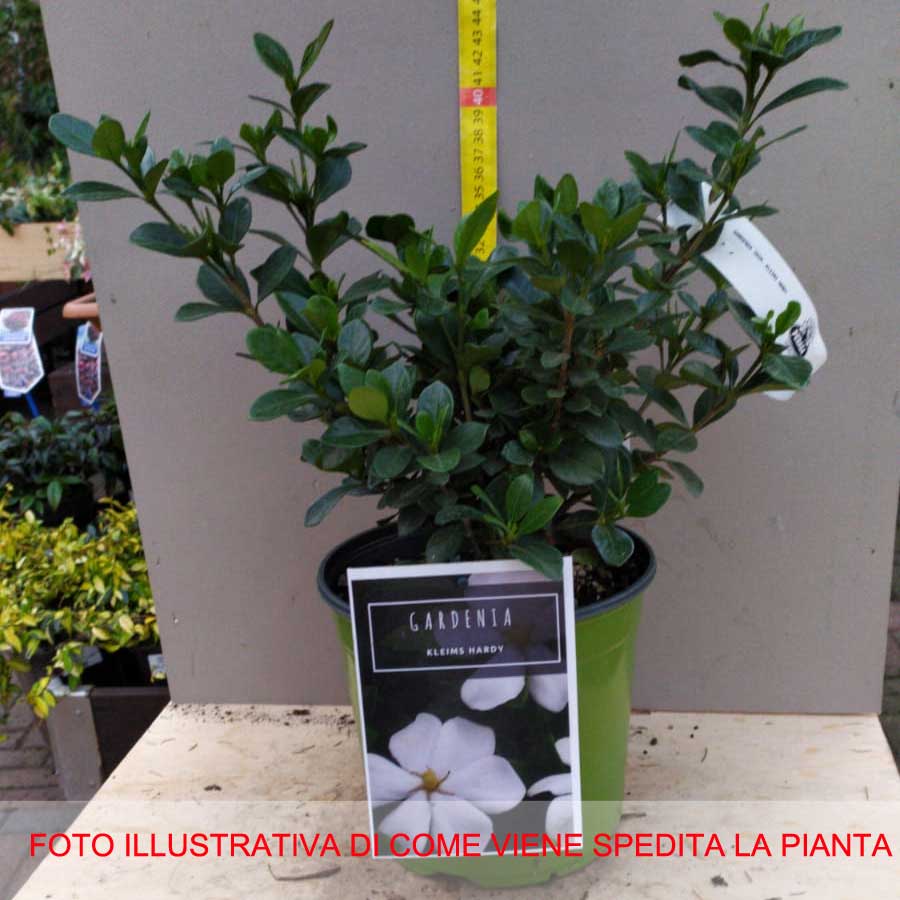 GARDENIA JASMINOIDES KLEIM'S HARDY VASO 17CM