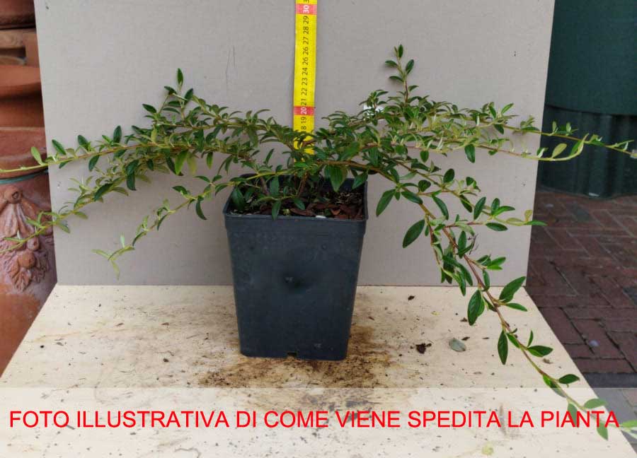 COTONEASTER COTOGNASTRO GNOM VASO 12CM