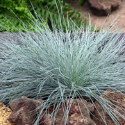 FESTUCA GLAUCA VASO 17CM