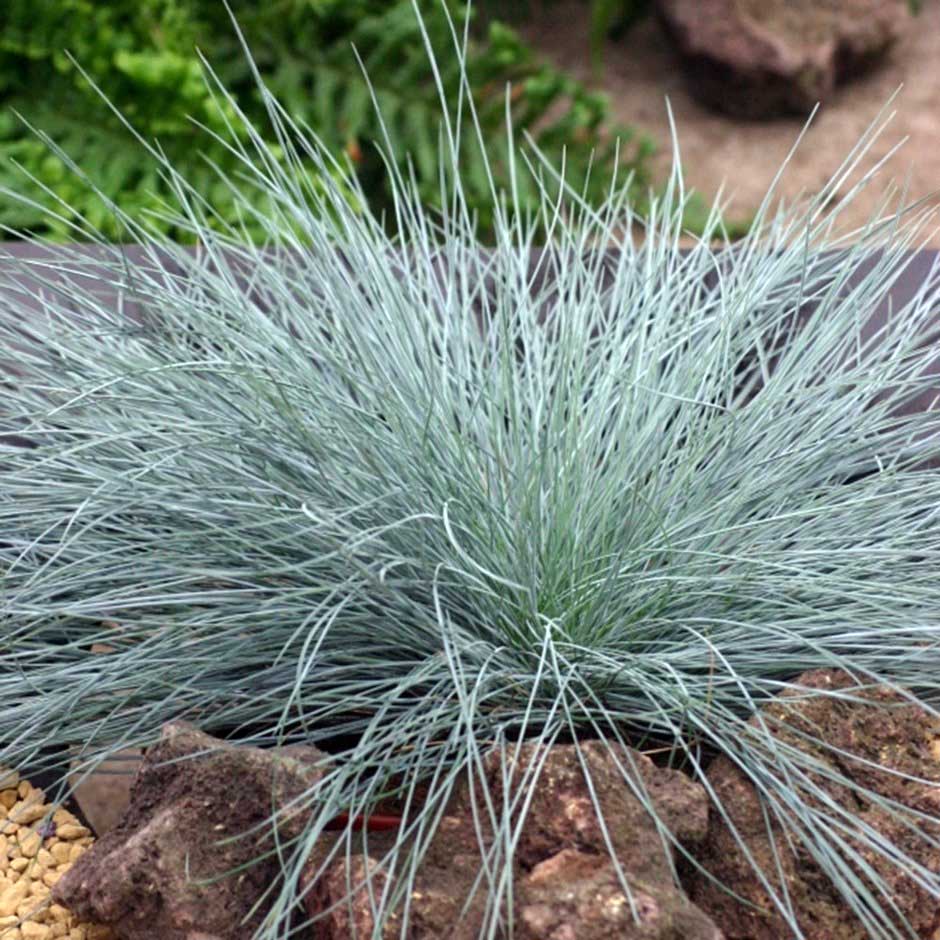 FESTUCA GLAUCA VASO 17CM