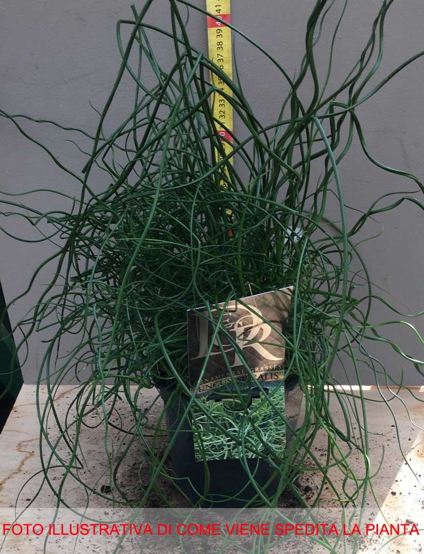 JUNCUS EFFUSUS SPIRALIS VASO 17CM
