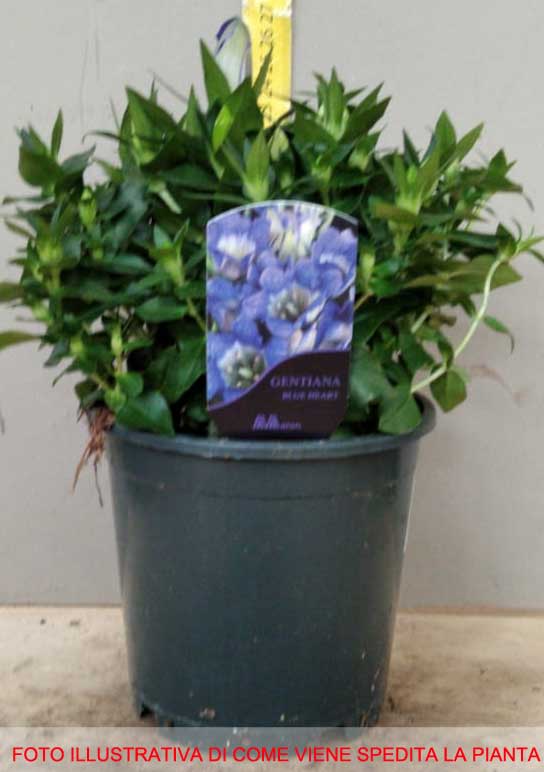 GENTIANA SCABRA ROCKY DIAMOND BLUE HEART IN VASO 13CM