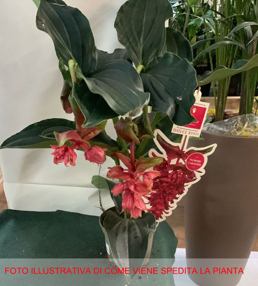MEDINILLA DOLCE ROSSA VASO 17CM