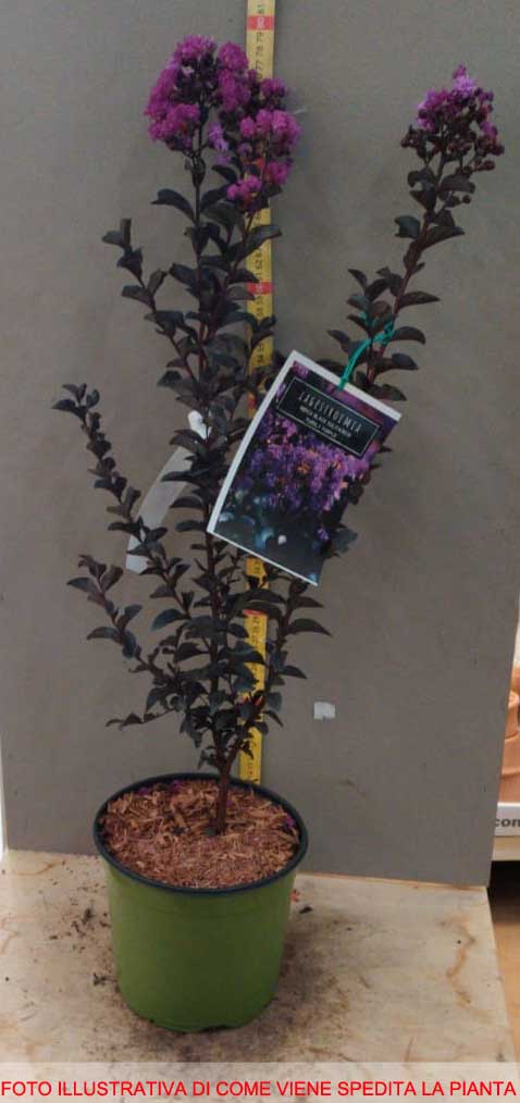 LAGERSTROEMIA INDICA BLACK SOLITAIRE PURPLE VASO 18CM