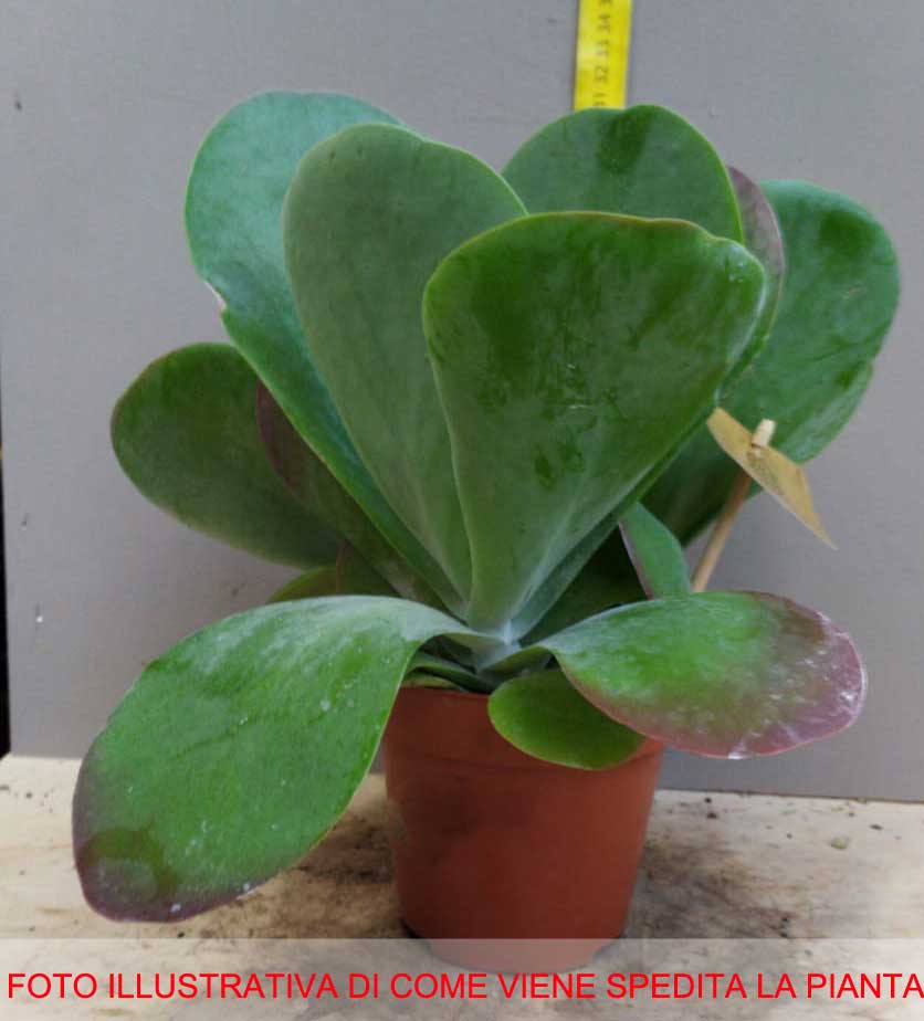 KALANCHOE THYRSIFLORA IN VASO 12CM