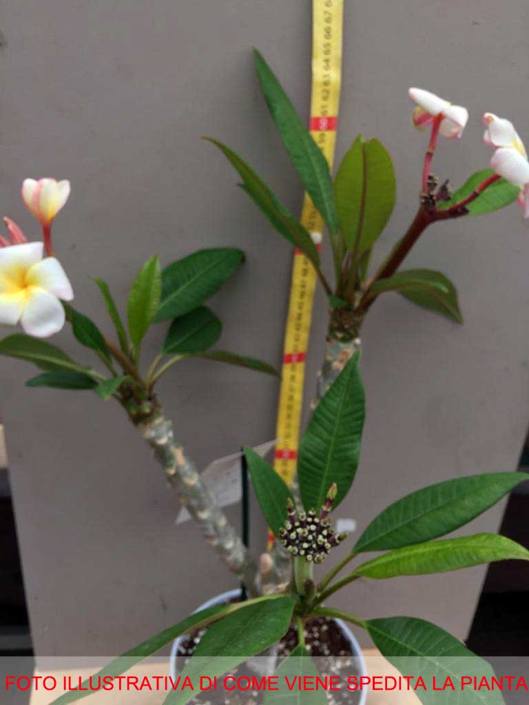 PLUMERIA POMELIA MINI WHITE IN VASO 18CM
