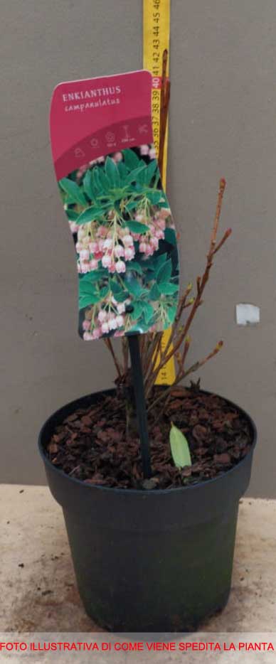 ENKIANTHUS CAMPANULATUS VASO 19CM